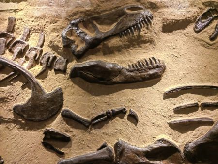 Natural History Centre of Serbia Svilajnac 4